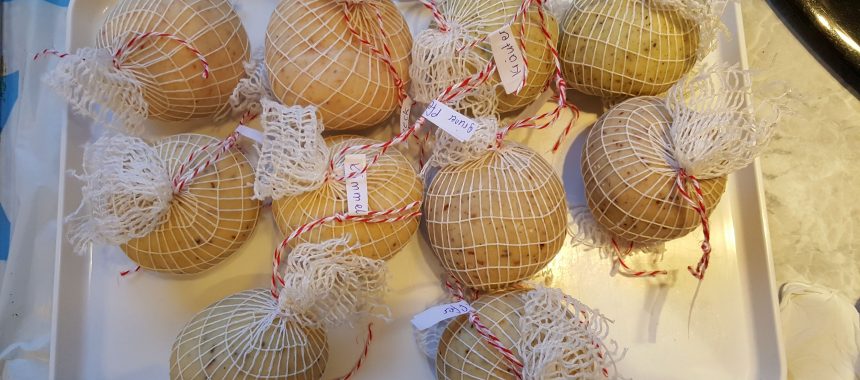 Gouda-Kugeln-Kunterbunt